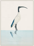 Sacred Ibis on Canvas