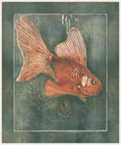 Sluierstaart - Fish on Canvas