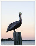 Pelican Perch I