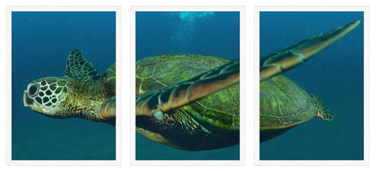 Green Turtle Triptych