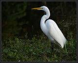 Egret