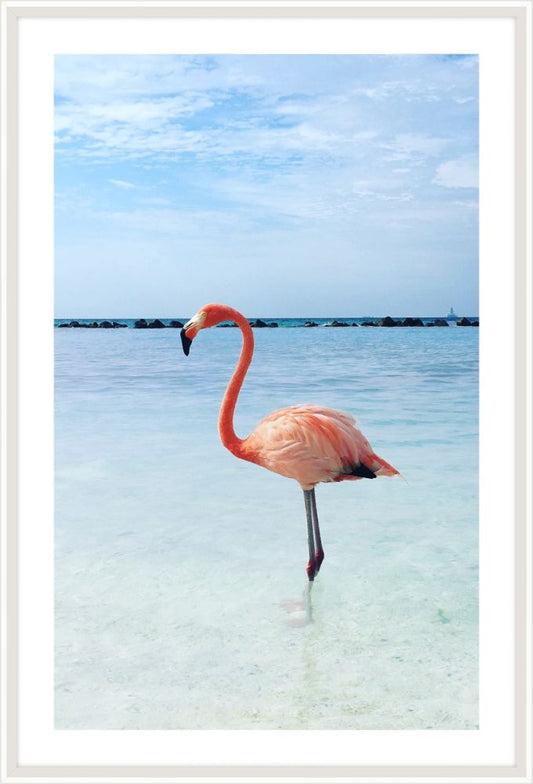 Flamingo in the water II