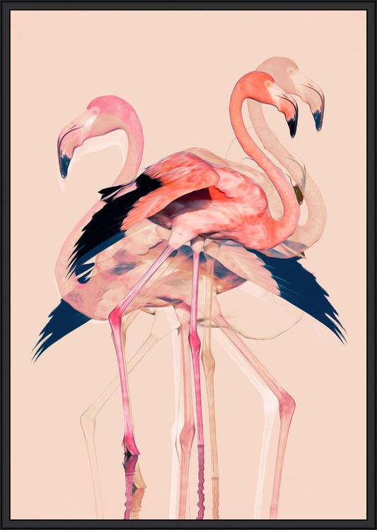 Martinussen - Flamingos