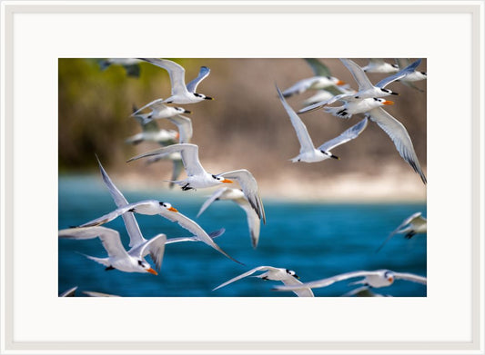 Royal Terns Flying Above I