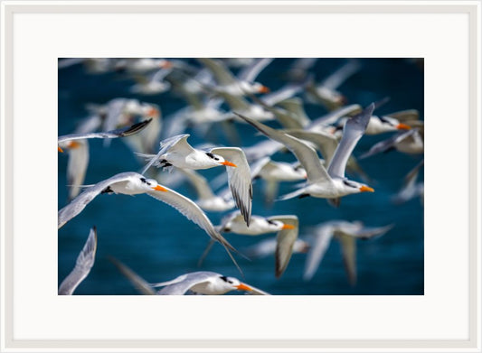 Royal Terns Flying Above II