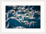 Royal Terns Flying Above II