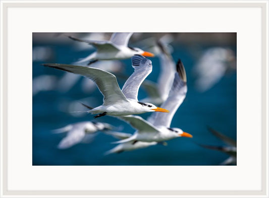 Royal Terns Flying Above III