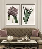 Amaranthine II Petite