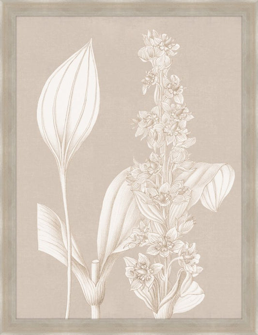 Fleur Blanche I