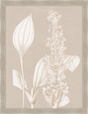 Fleur Blanche I