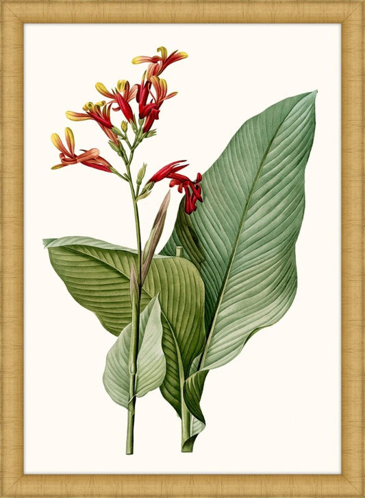 Canna II Petite