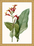 Canna II Petite