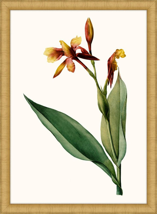 Canna III Petite