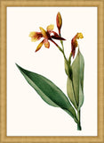 Canna III Petite