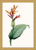 Canna IV Petite
