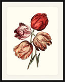 Four Red Tulips II