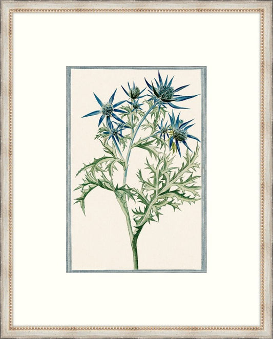 Bonelli's Blue Botanicals III