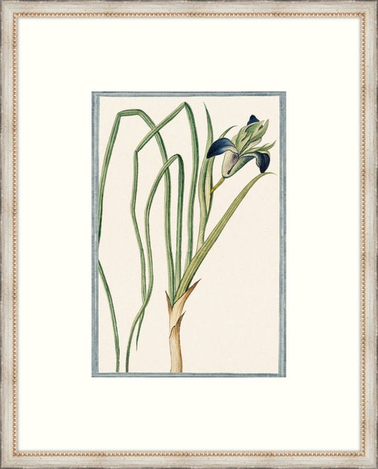 Bonelli's Blue Botanicals IV