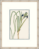 Bonelli's Blue Botanicals IV