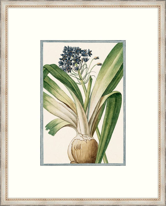 Bonelli's Blue Botanicals V