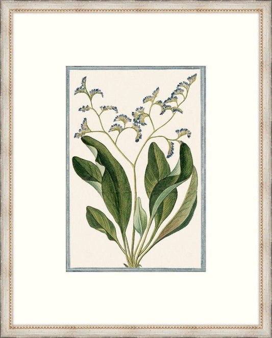 Bonelli's Blue Botanicals VI