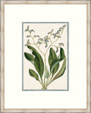 Bonelli's Blue Botanicals VI