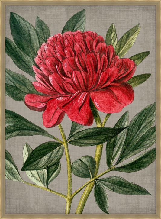 Peony