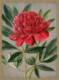 Peony