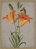 Tiger Lily