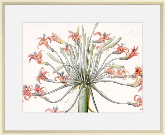 Amaryllis de Josephine  1813 Redoute