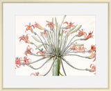Amaryllis de Josephine  1813 Redoute