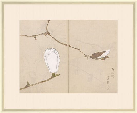 Sketchbook flowers in White  I