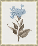 Taupe and Blue Flower V Grande