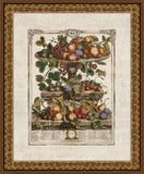 Twelve Months of Fruit : June Henry Fletcher. 1732