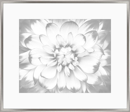 Subtle Gray Flowers I