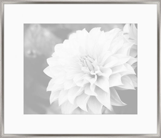 Subtle Gray Flowers II