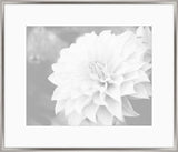 Subtle Gray Flowers II