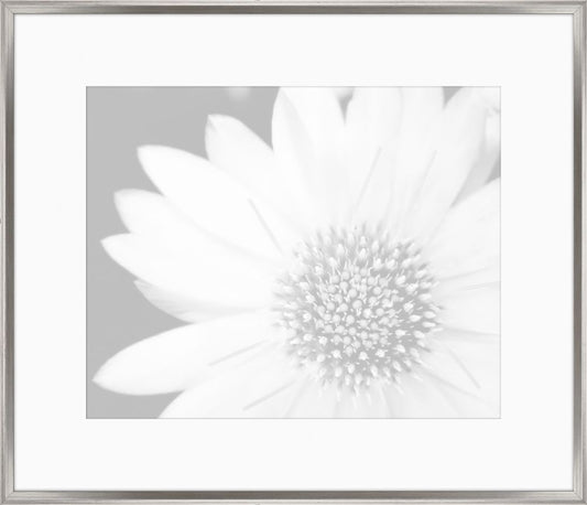 Subtle Gray Flowers III