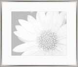 Subtle Gray Flowers III