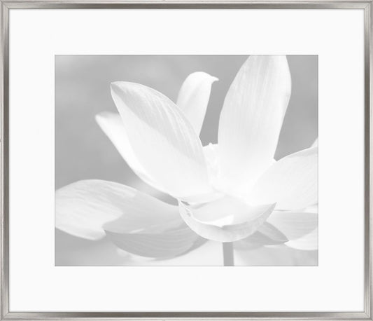 Subtle Gray Flowers IV