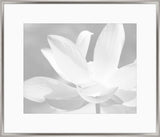 Subtle Gray Flowers IV