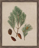 Pine Cones I