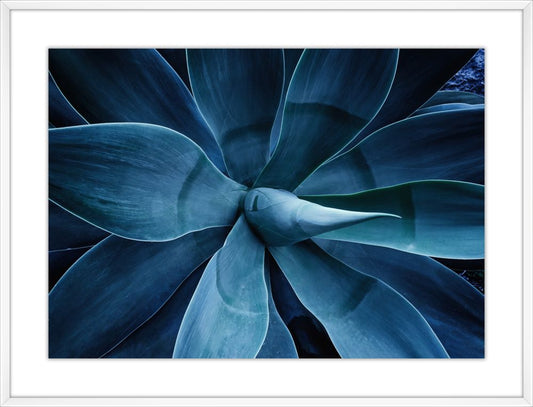 Succulent Dreams III