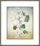 Study of Clematis Vines and Blue Berries  II   Sophia L. Crownfield