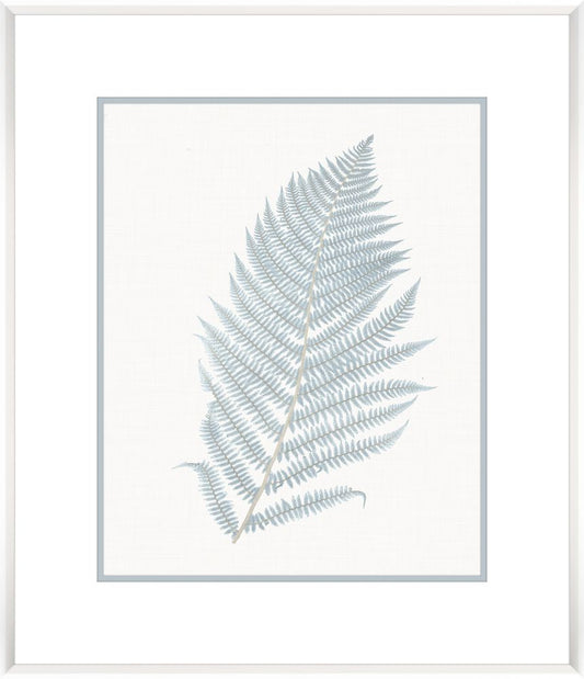 Stillwater Ferns I