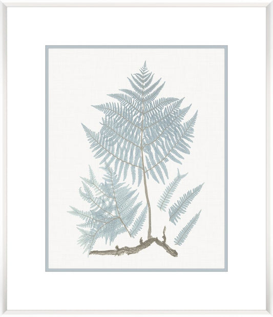 Stillwater Ferns III