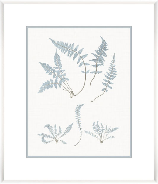 Stillwater Ferns IV