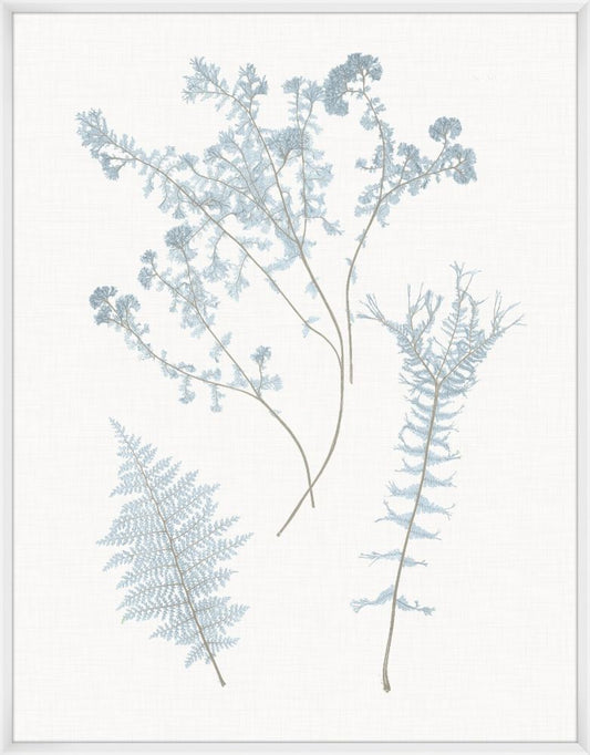 Still Water Ferns Grande I