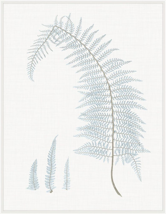 Still Water Ferns Grande IV