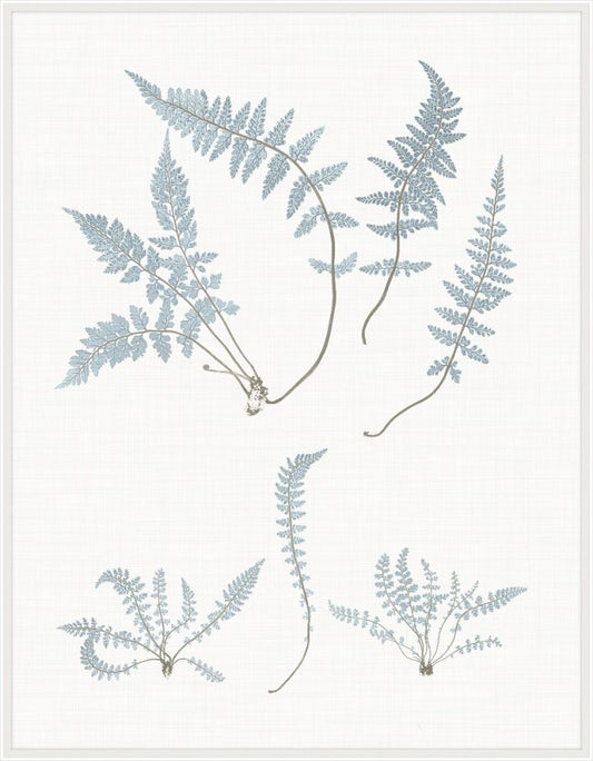 Still Water Ferns Grande VI